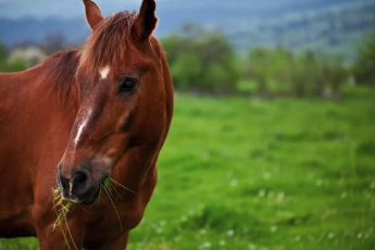 Comment rafraîchir un cheval pendant la canicule ?